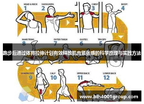 跑步后通过体育拉伸计划有效释放肌肉紧张感的科学原理与实践方法