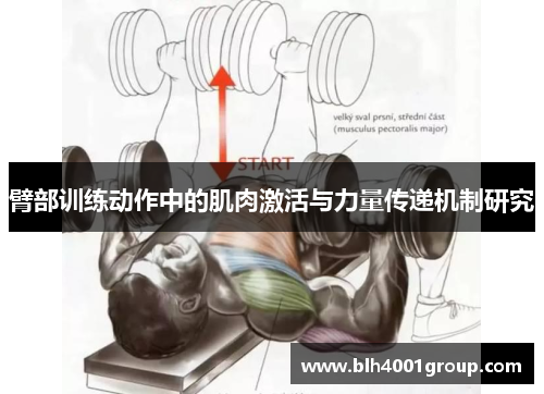 臂部训练动作中的肌肉激活与力量传递机制研究