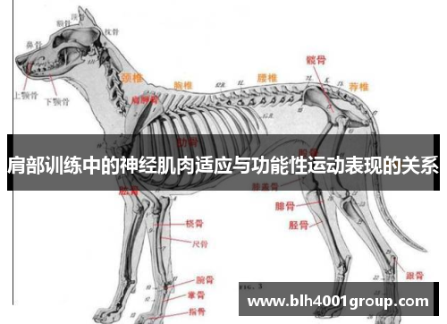 肩部训练中的神经肌肉适应与功能性运动表现的关系