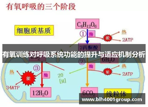 有氧训练对呼吸系统功能的提升与适应机制分析